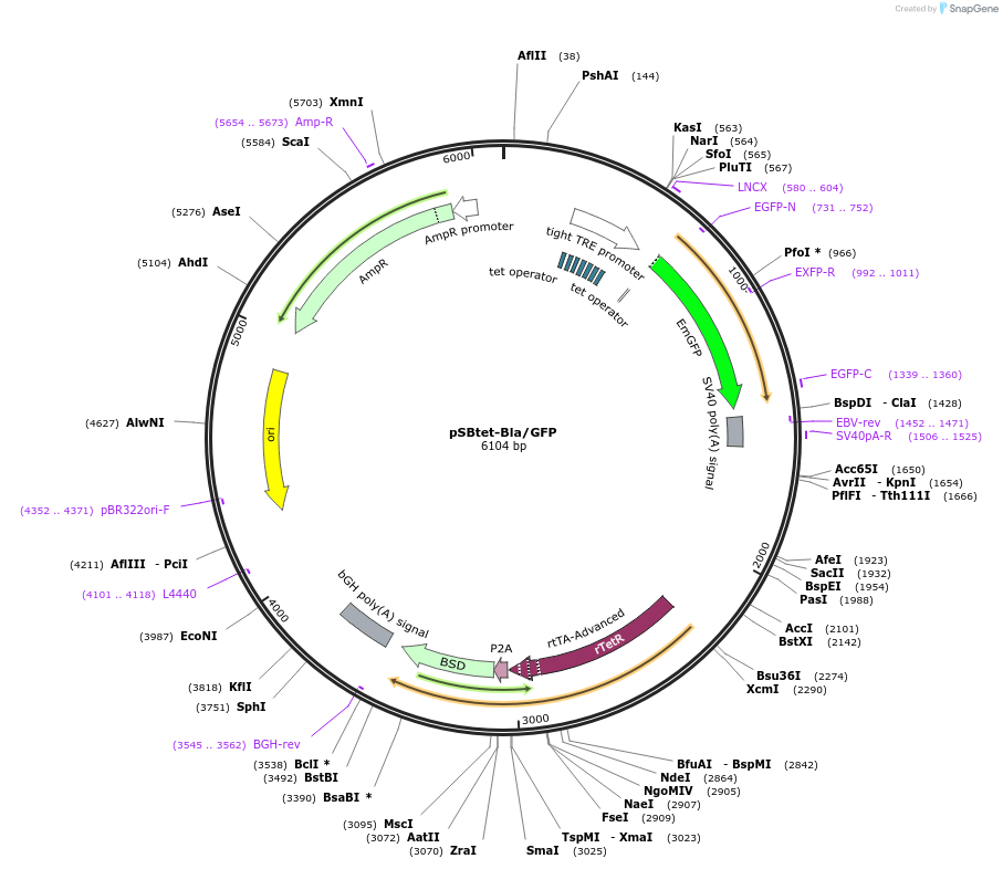 198221-plasmid-map-sequence-id-389395
