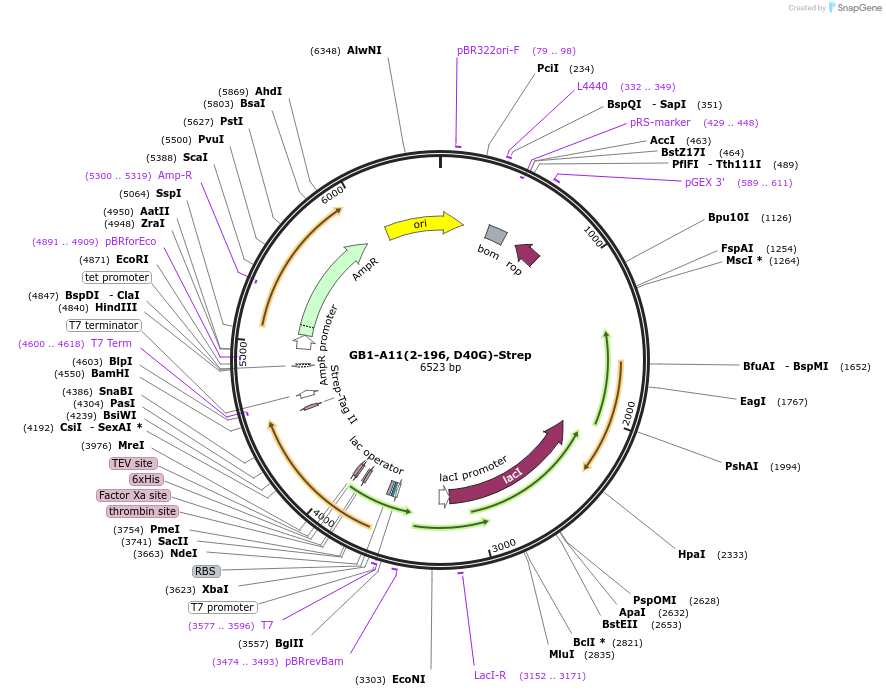 196210-plasmid-map-sequence-id-389401