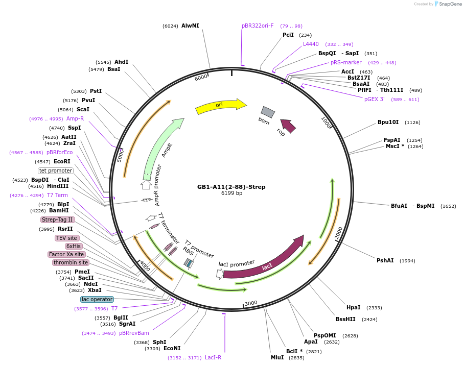 196214-plasmid-map-sequence-id-389407