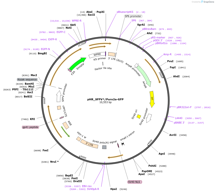 198222-plasmid-map-sequence-id-389408