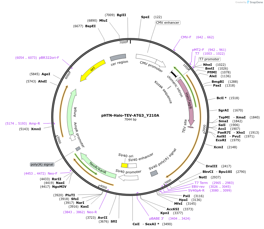 197485-plasmid-map-sequence-id-389409