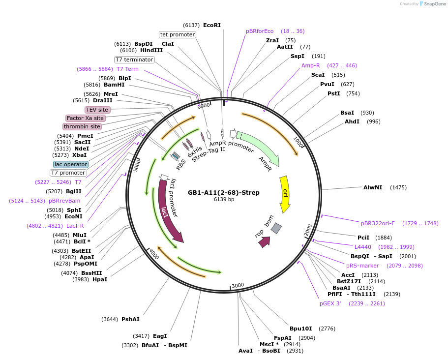 196216-plasmid-map-sequence-id-389412