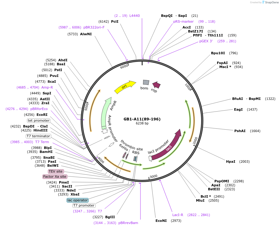 196215-plasmid-map-sequence-id-389414