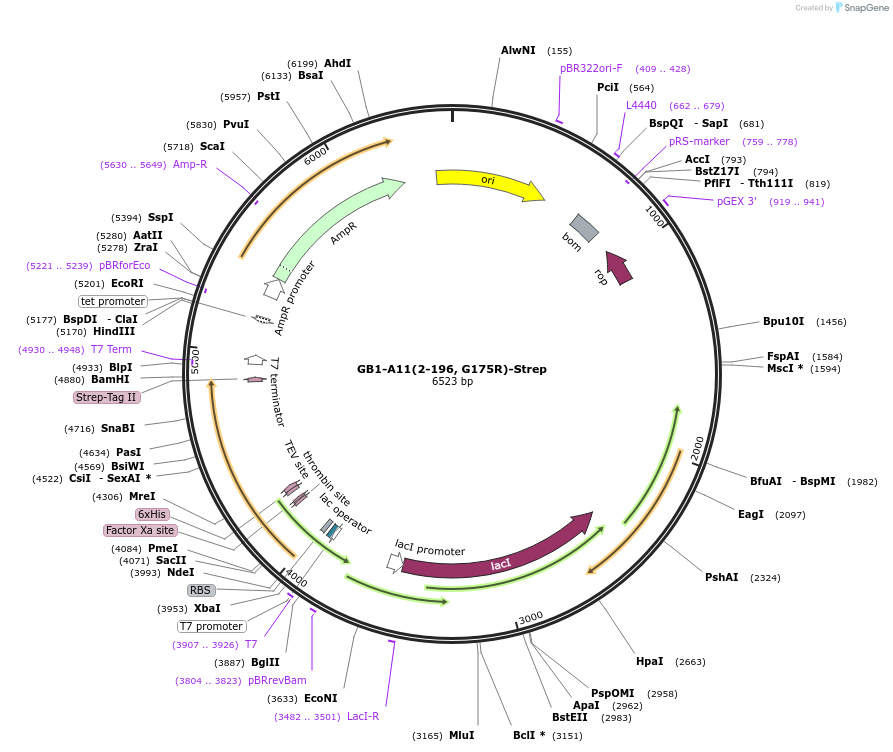 196211-plasmid-map-sequence-id-389417