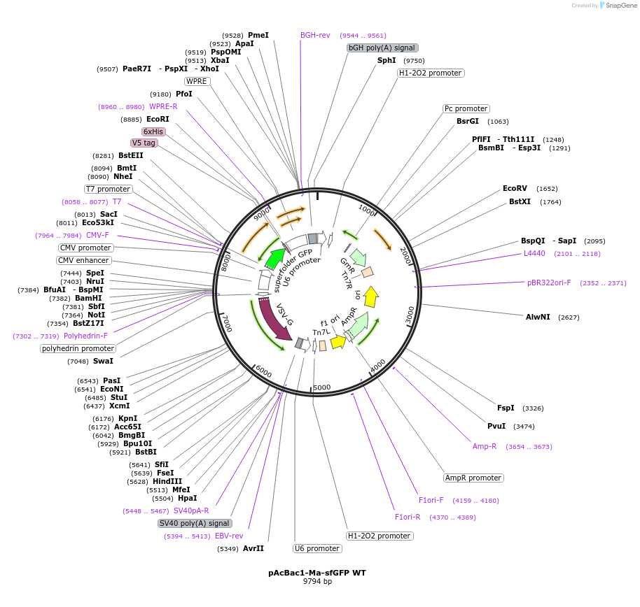 197567-plasmid-map-sequence-id-389420