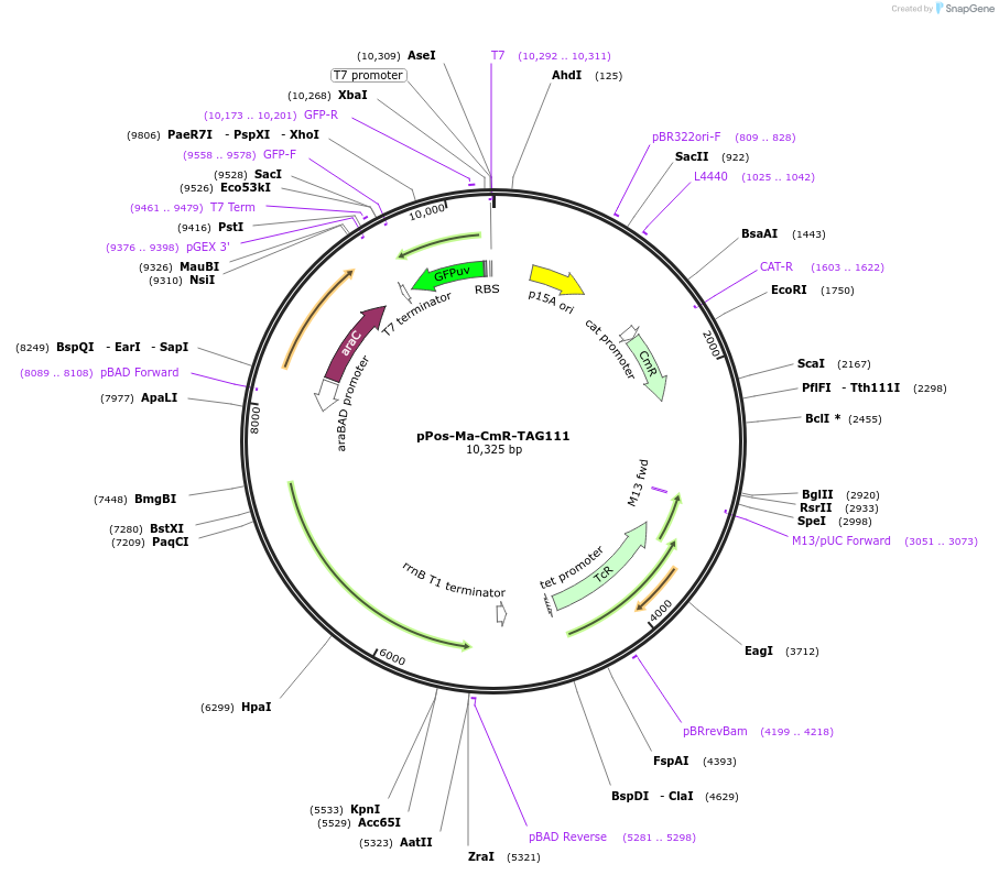 197571-plasmid-map-sequence-id-389424