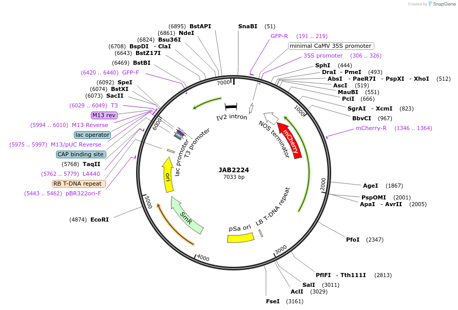 190358-plasmid-map-sequence-id-389440