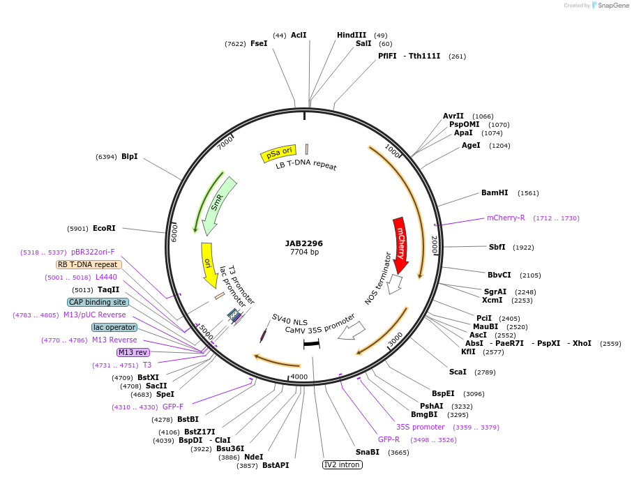 190365-plasmid-map-sequence-id-389442
