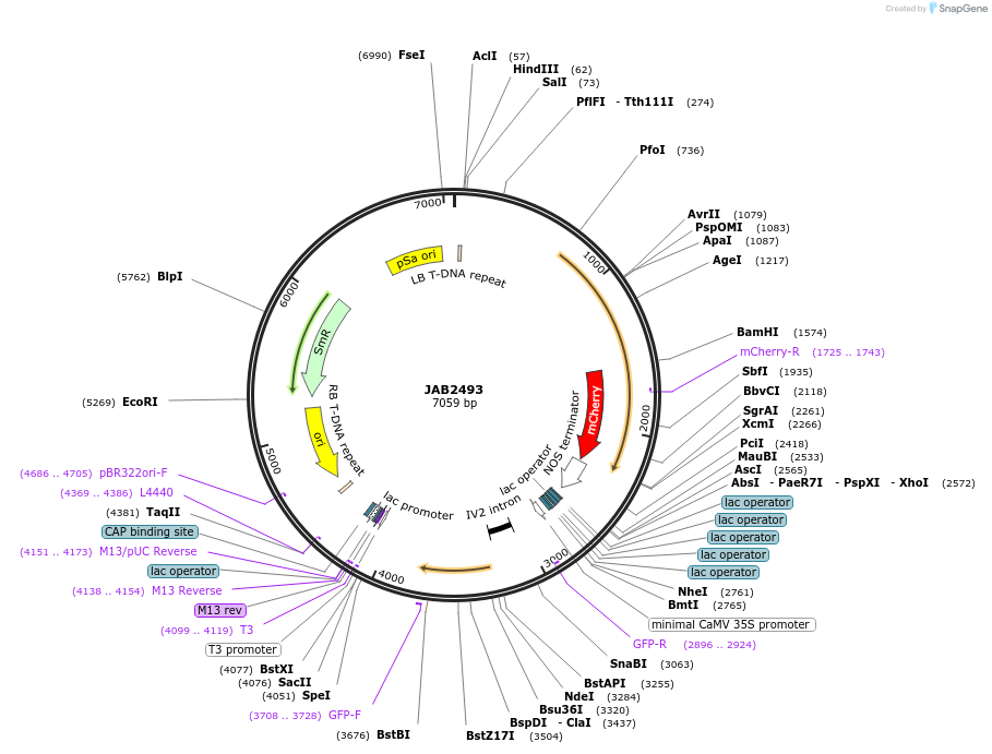 190375-plasmid-map-sequence-id-389461
