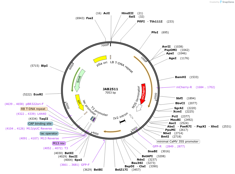 190380-plasmid-map-sequence-id-389462