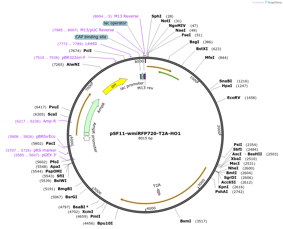 197248-plasmid-map-sequence-id-389472