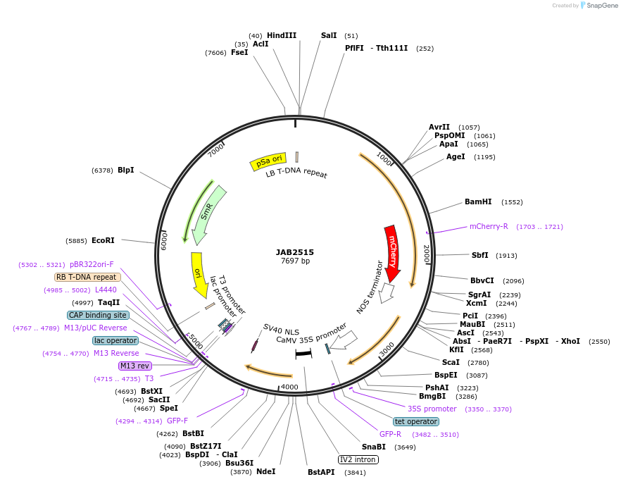 190383-plasmid-map-sequence-id-389486