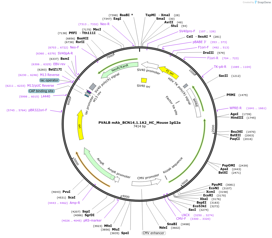 182892-plasmid-map-sequence-id-389490