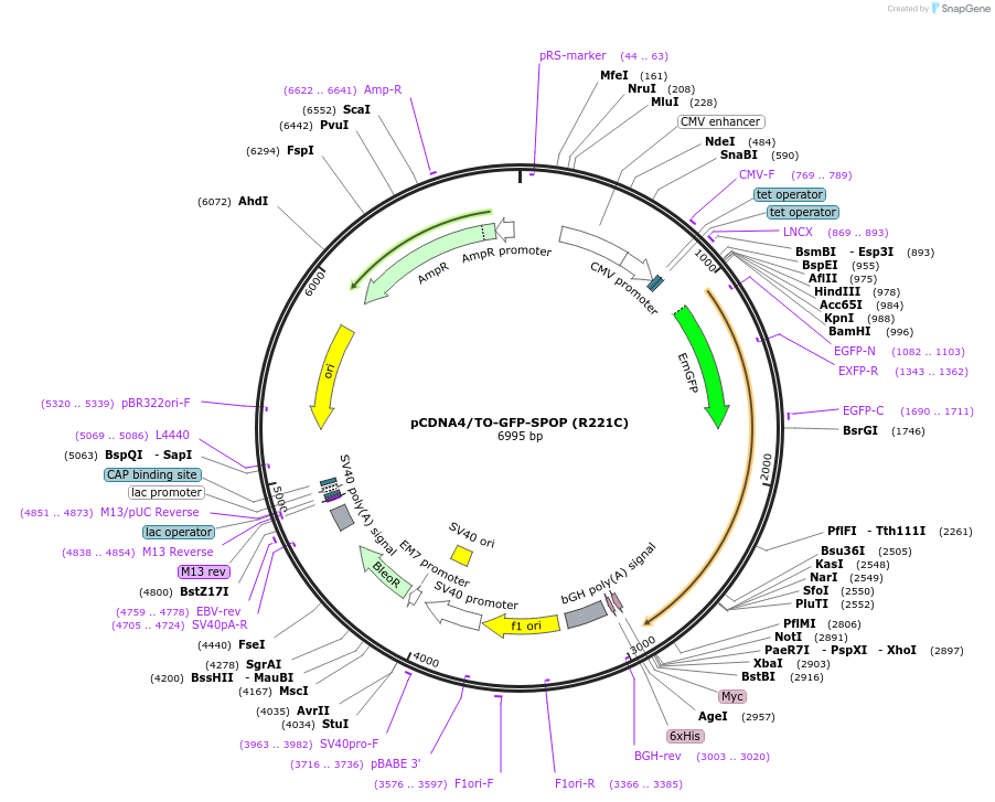 197009-plasmid-map-sequence-id-389525