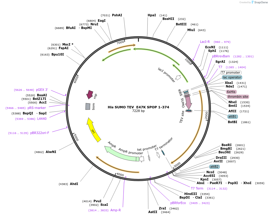 197017-plasmid-map-sequence-id-389538