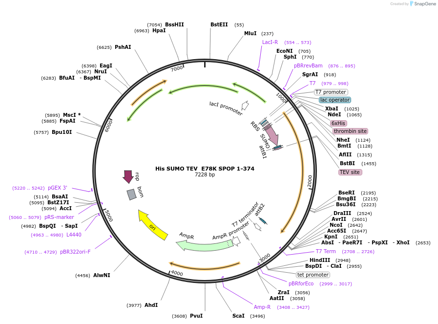 197018-plasmid-map-sequence-id-389539