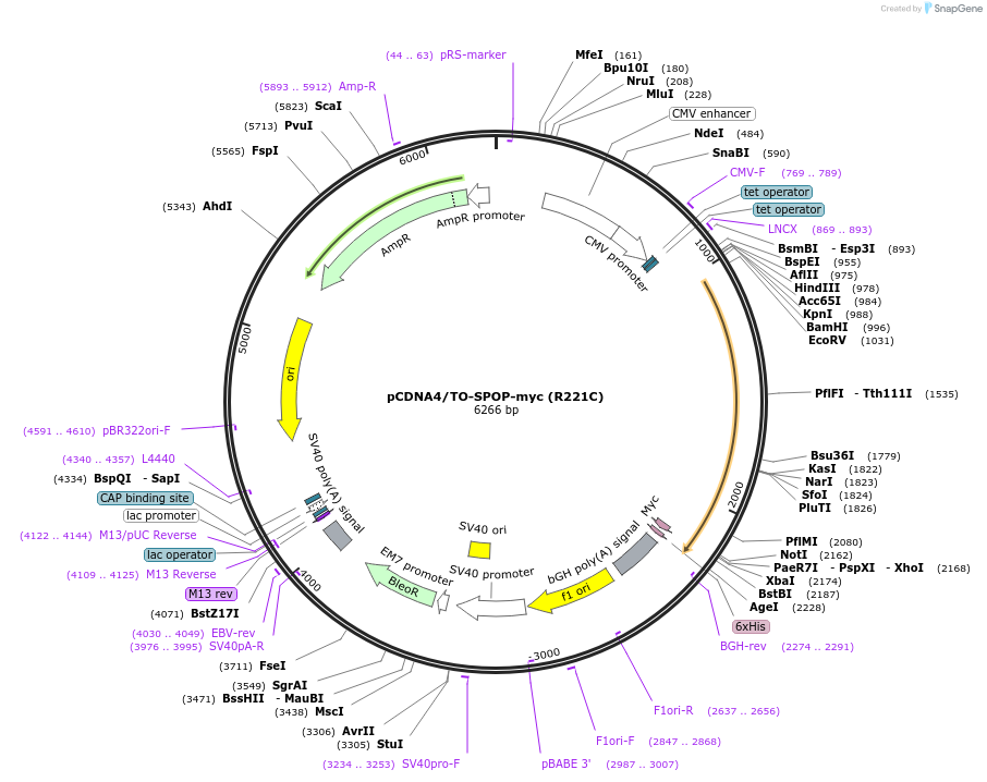 197005-plasmid-map-sequence-id-389599