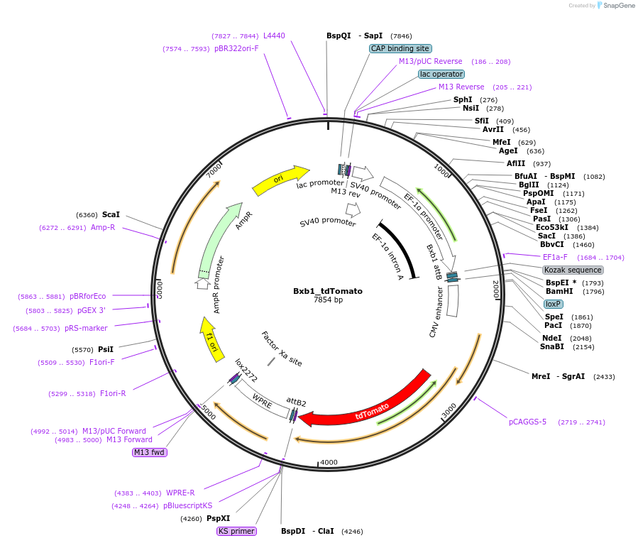 198041-plasmid-map-sequence-id-389607