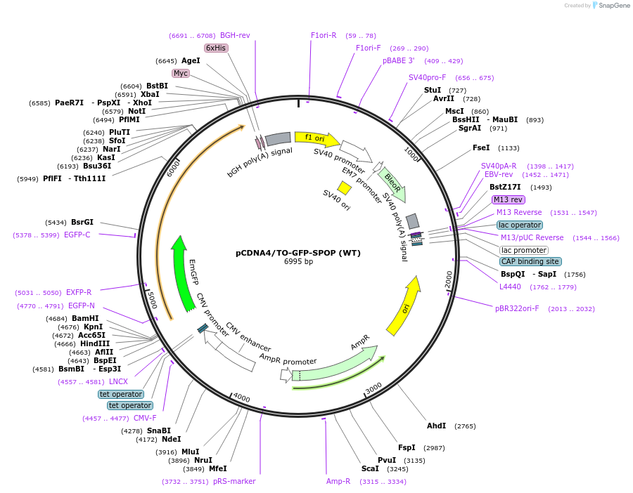 197008-plasmid-map-sequence-id-389608