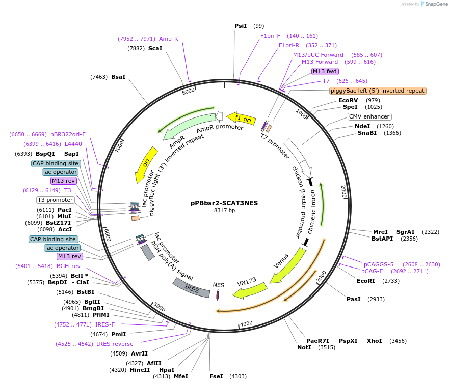 197350-plasmid-map-sequence-id-389609