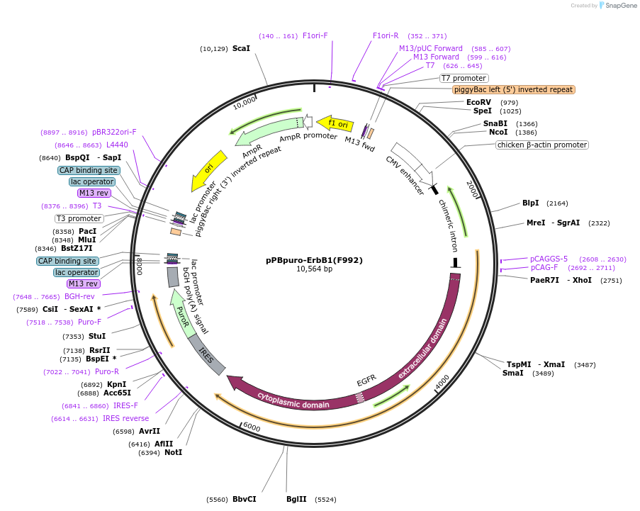 197365-plasmid-map-sequence-id-389610