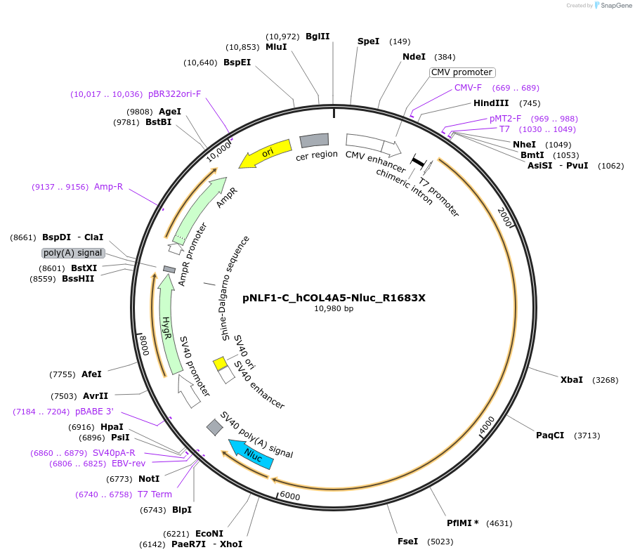 198124-plasmid-map-sequence-id-389656