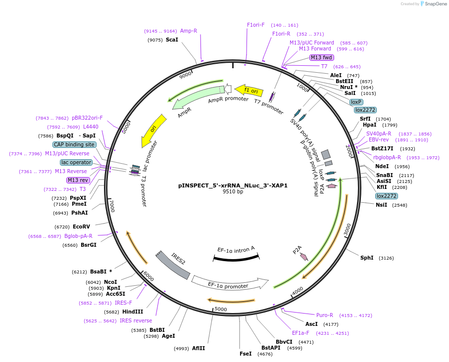 197264-plasmid-map-sequence-id-389660