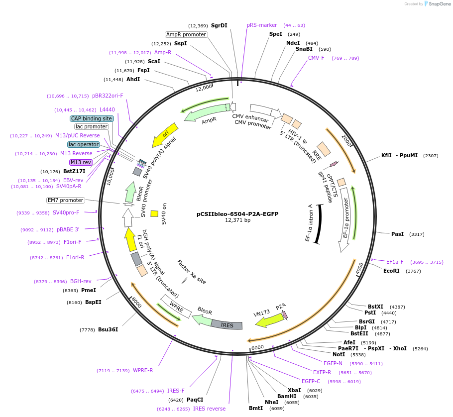 197368-plasmid-map-sequence-id-389693