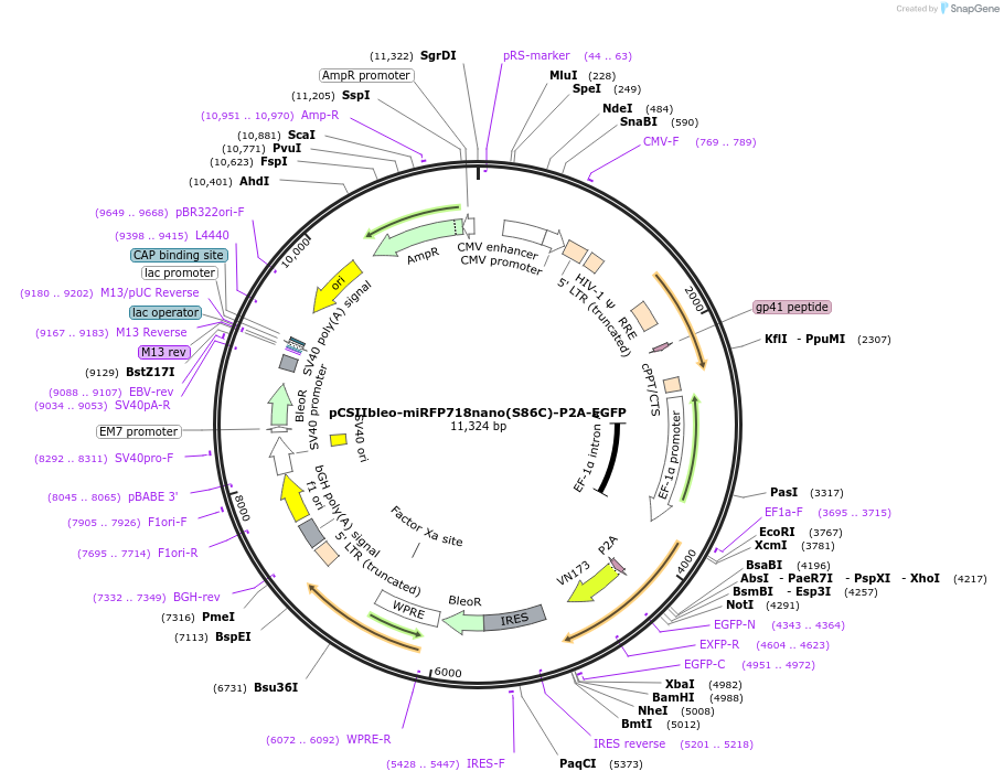 197373-plasmid-map-sequence-id-389694