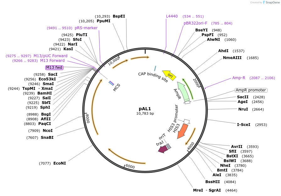 197285-plasmid-map-sequence-id-389699