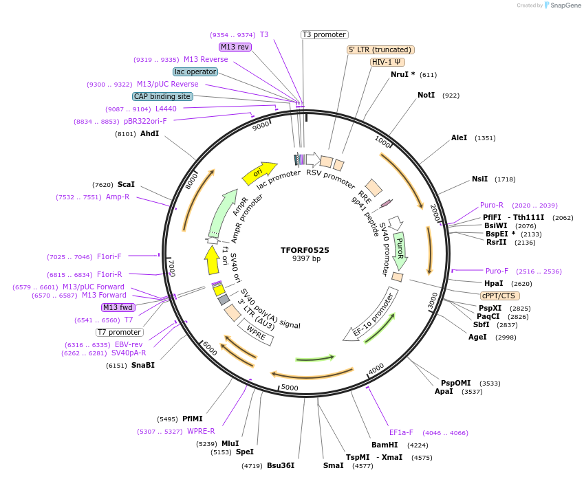 141635-plasmid-map-sequence-id-389700