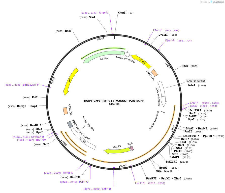 198071-plasmid-map-sequence-id-389701