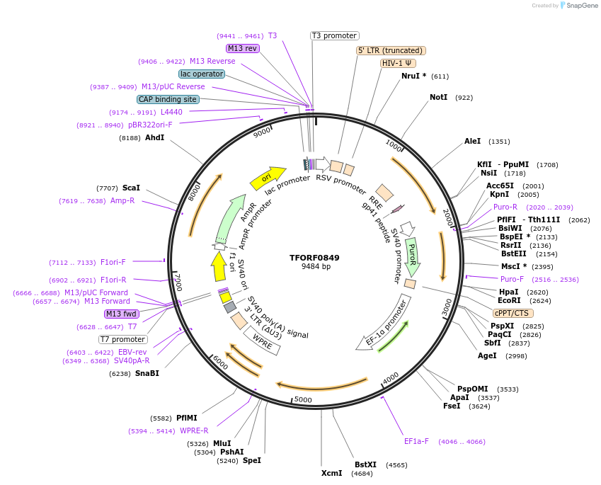 141733-plasmid-map-sequence-id-389705