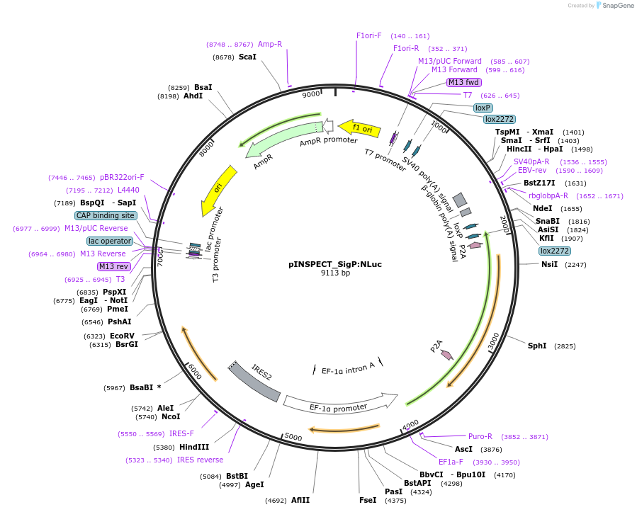 197263-plasmid-map-sequence-id-389724
