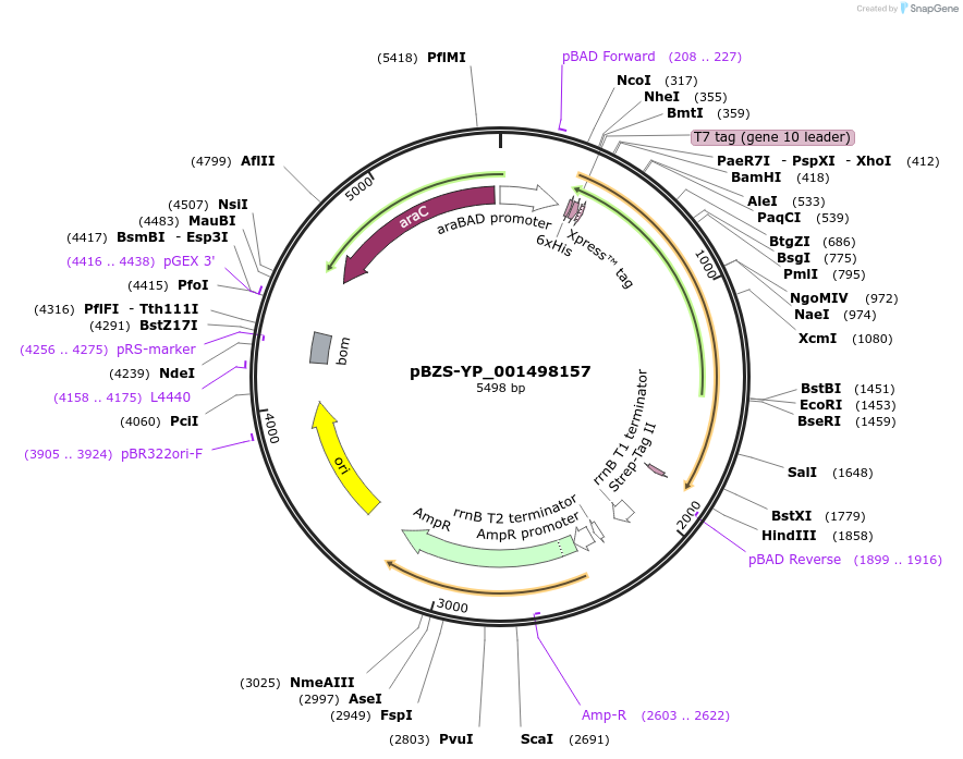 198369-plasmid-map-sequence-id-389727