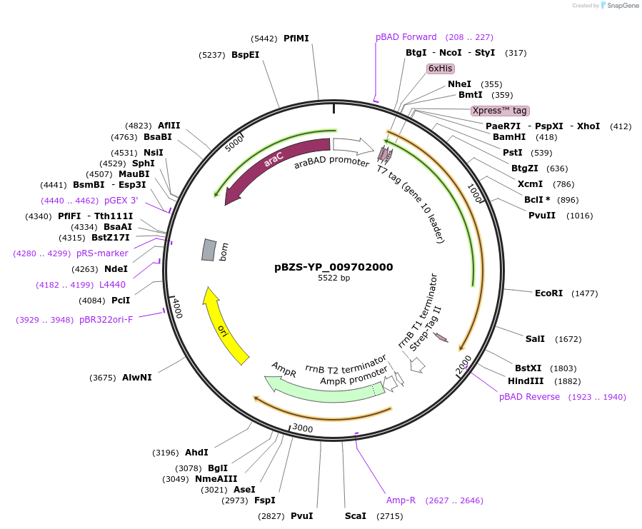 198379-plasmid-map-sequence-id-389728