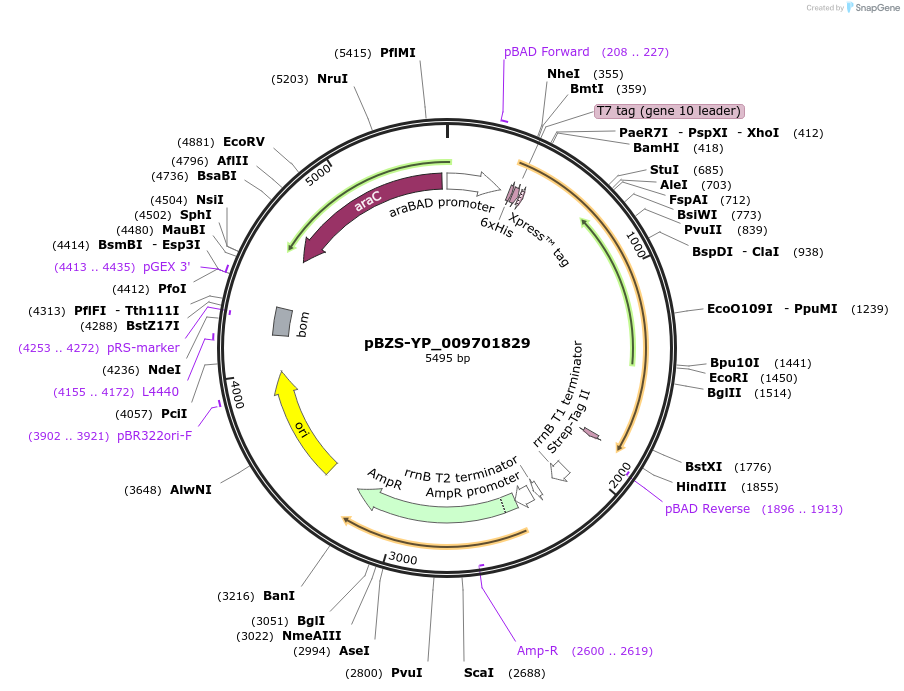 198377-plasmid-map-sequence-id-389730