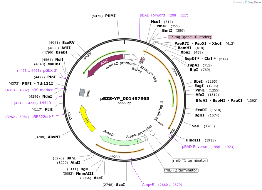 198368-plasmid-map-sequence-id-389731