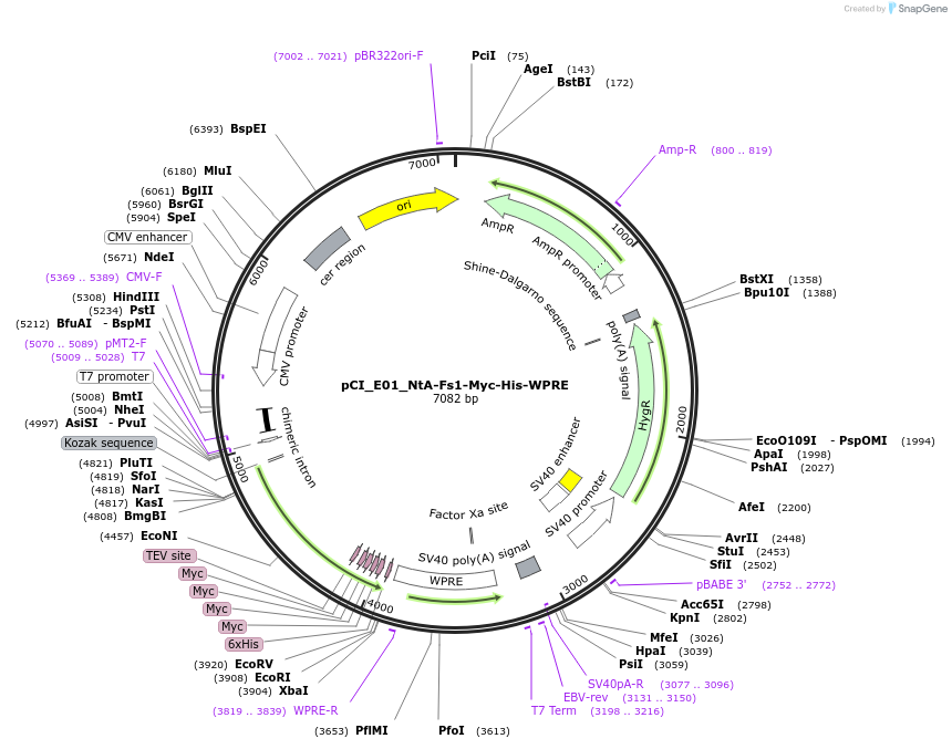 198132-plasmid-map-sequence-id-389738
