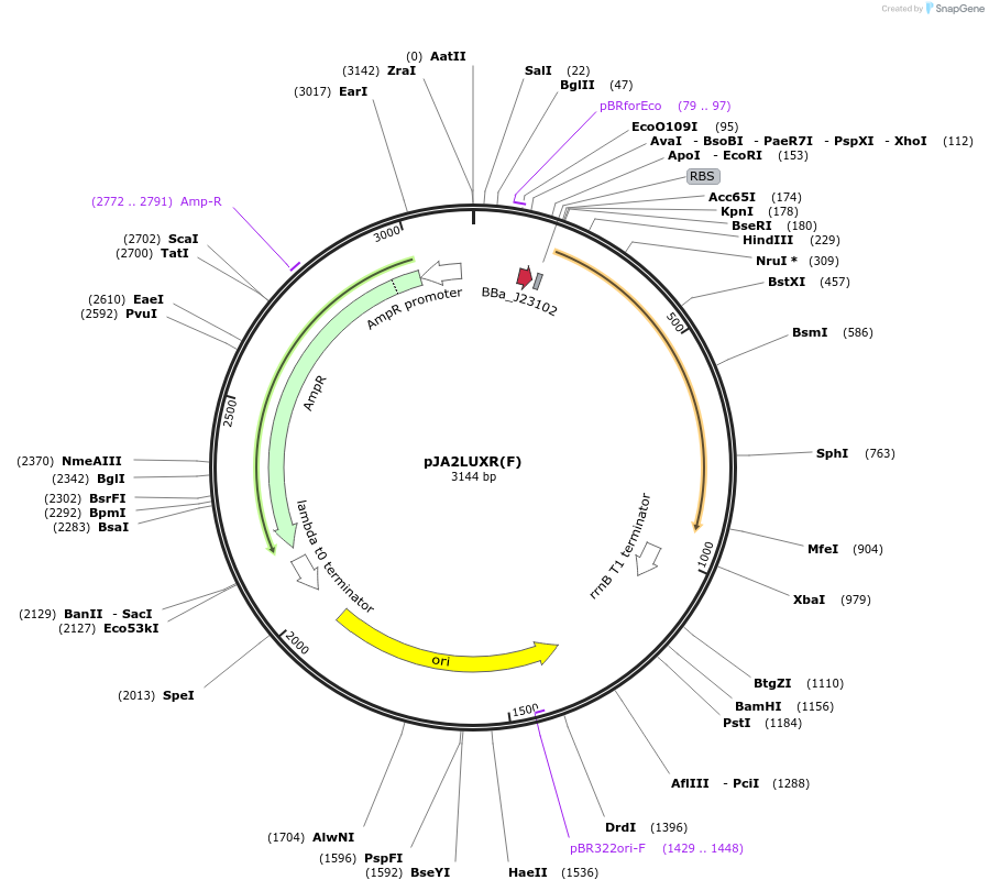 193755-plasmid-map-sequence-id-389739