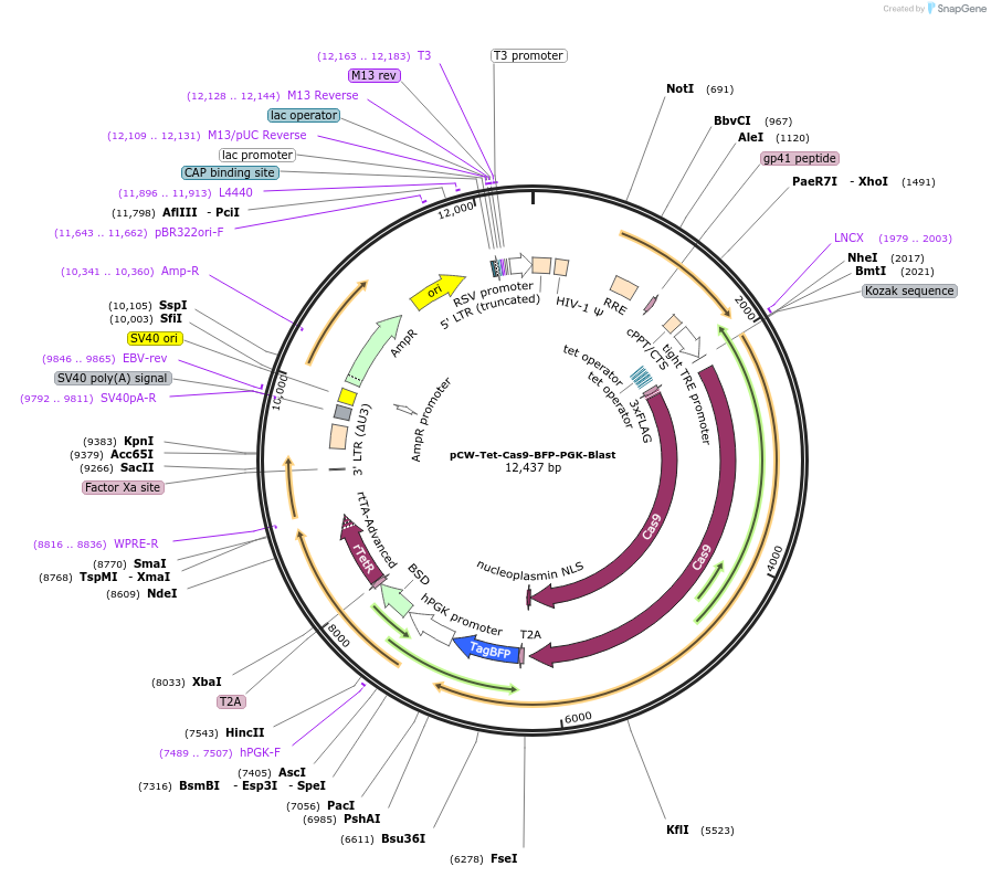 196720-plasmid-map-sequence-id-389756