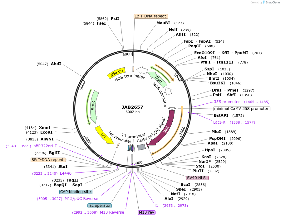 190393-plasmid-map-sequence-id-389758