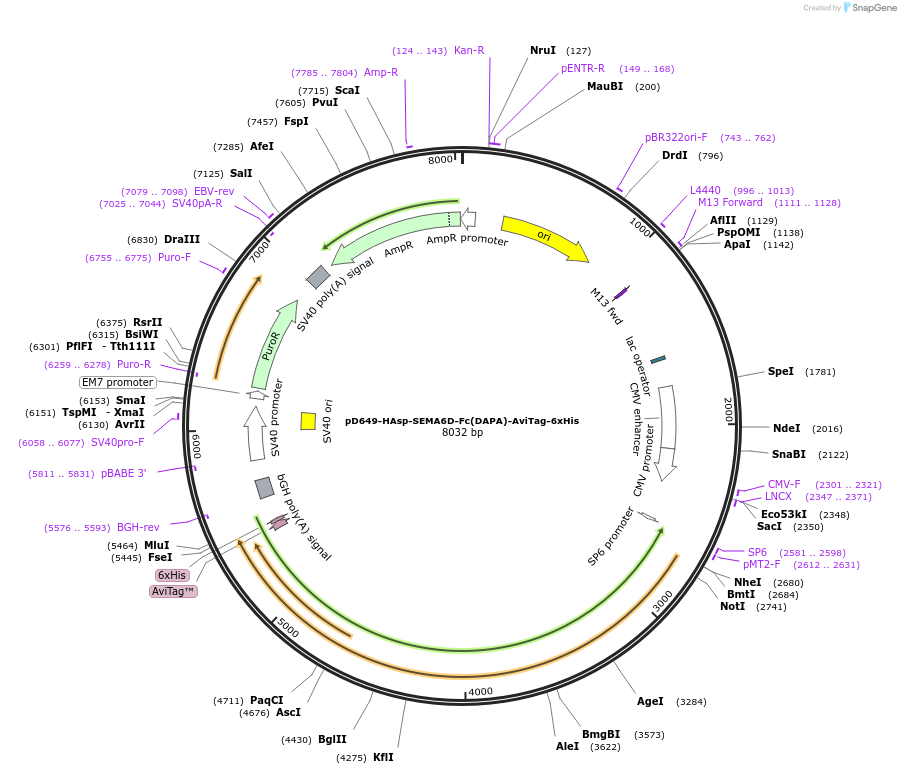 156934-plasmid-map-sequence-id-389765