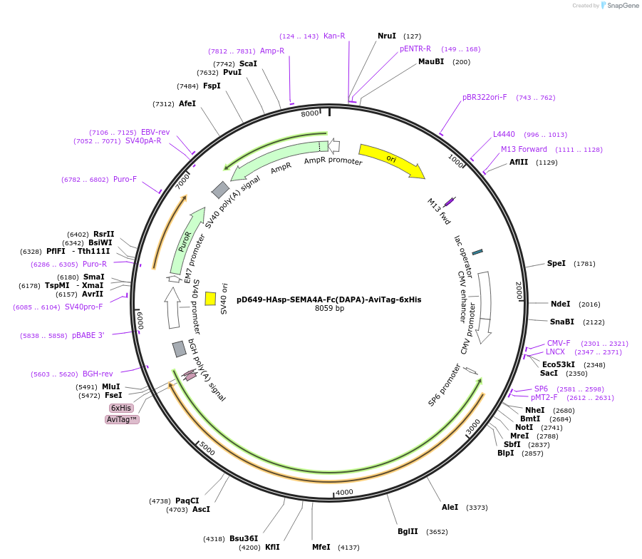 156938-plasmid-map-sequence-id-389769