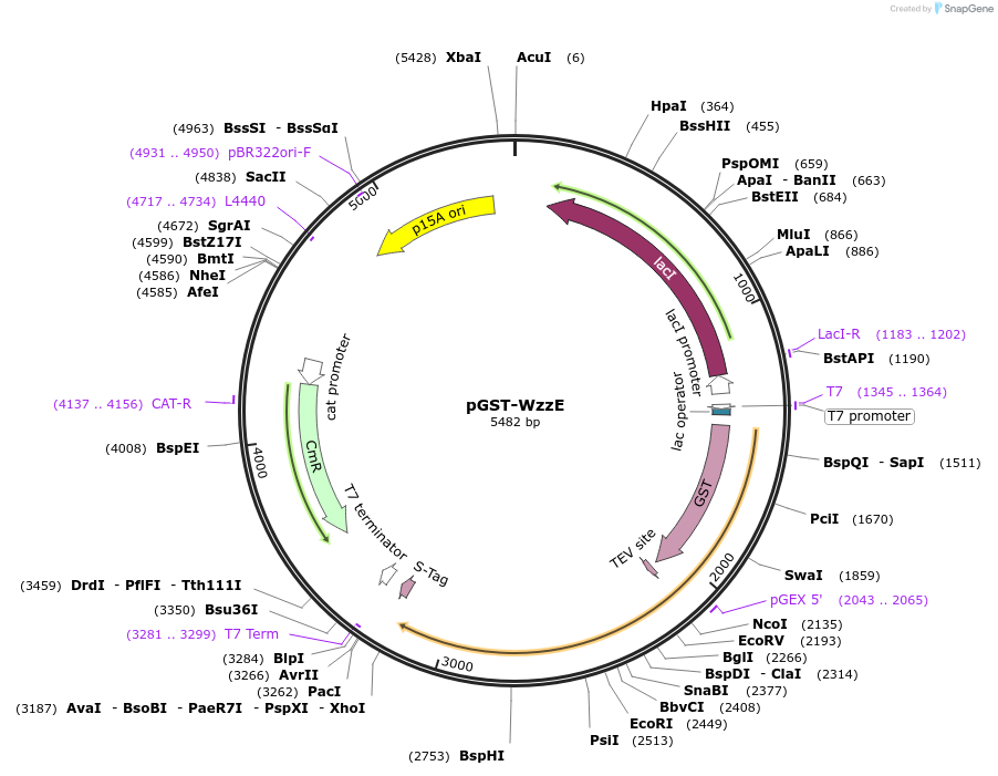 196662-plasmid-map-sequence-id-389770
