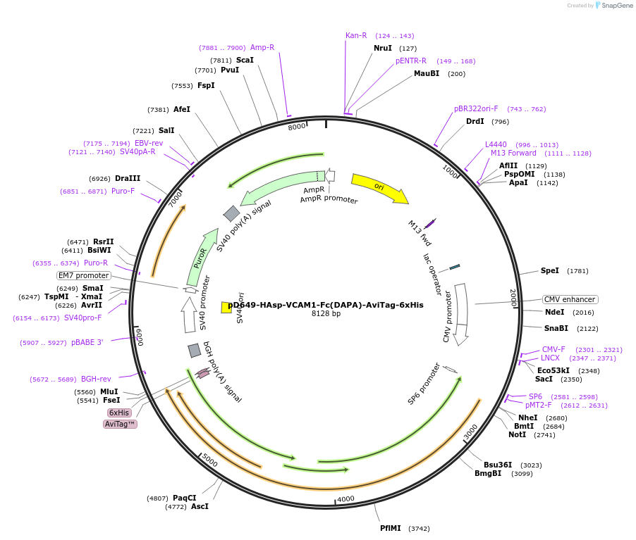 156942-plasmid-map-sequence-id-389772