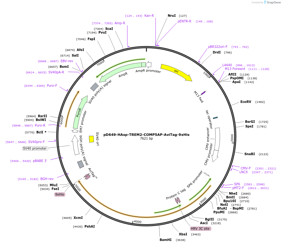157115-plasmid-map-sequence-id-389773