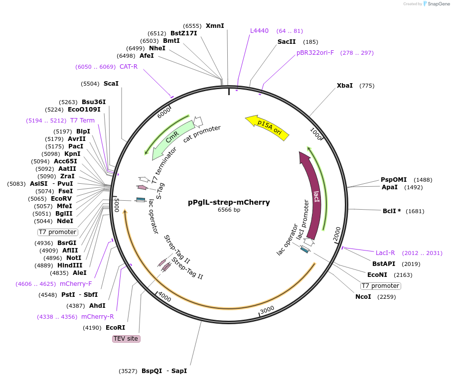 196664-plasmid-map-sequence-id-389774