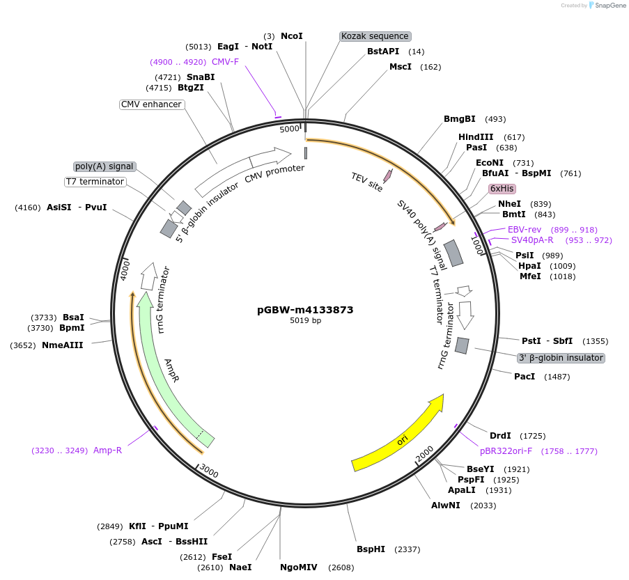 152210-plasmid-map-sequence-id-389777