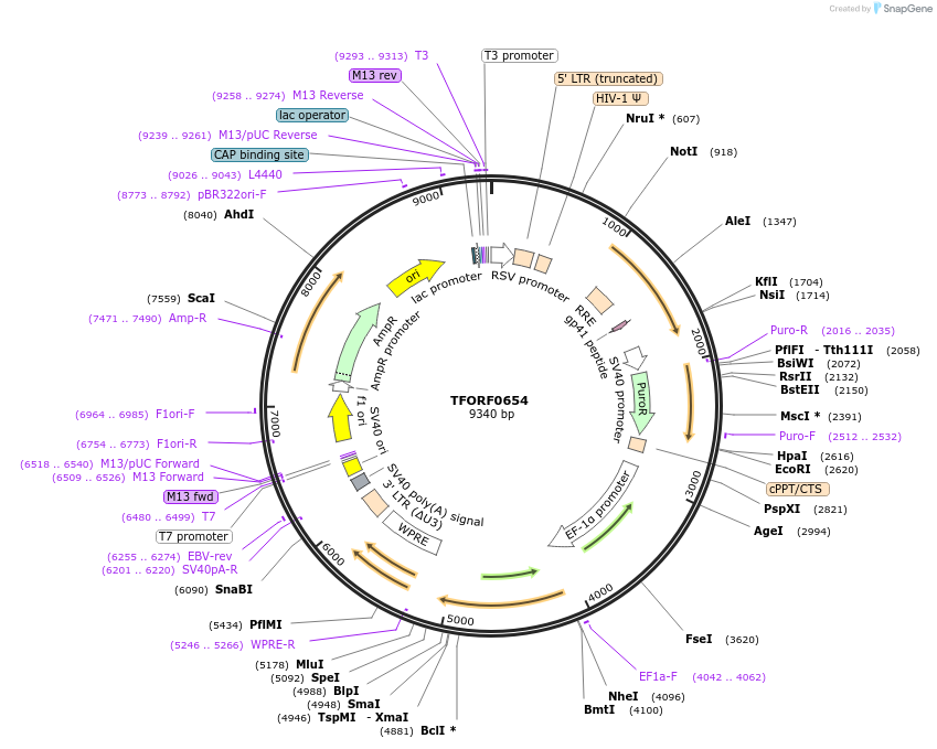 141652-plasmid-map-sequence-id-389794